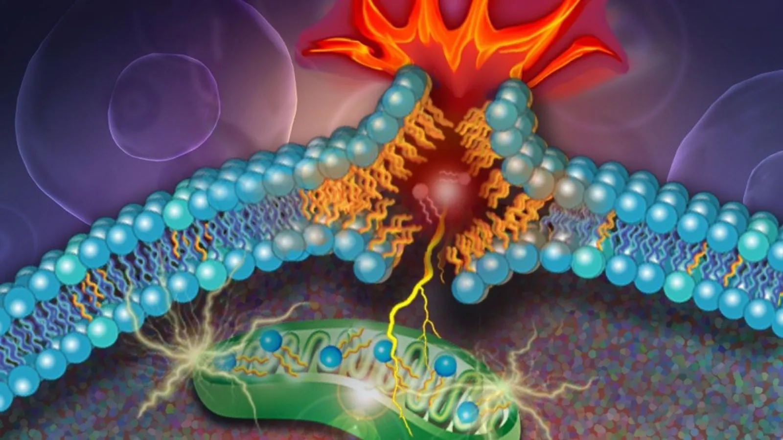 llustration of a diPUFA phospholipid, a type of lipid with two polyunsaturated fatty acyl tails, breaking through a cell's outer lipid layer as the cell dies. New research has shown that diPUFA phospholipids are a key driver of a form of cell death known as ferroptosis. (Nicoletta Barolini)