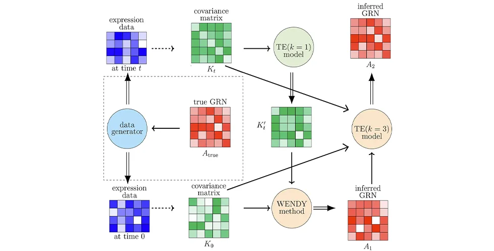 A schematic workflow showing the TRENDY method for inferring gene regulatory networks.
