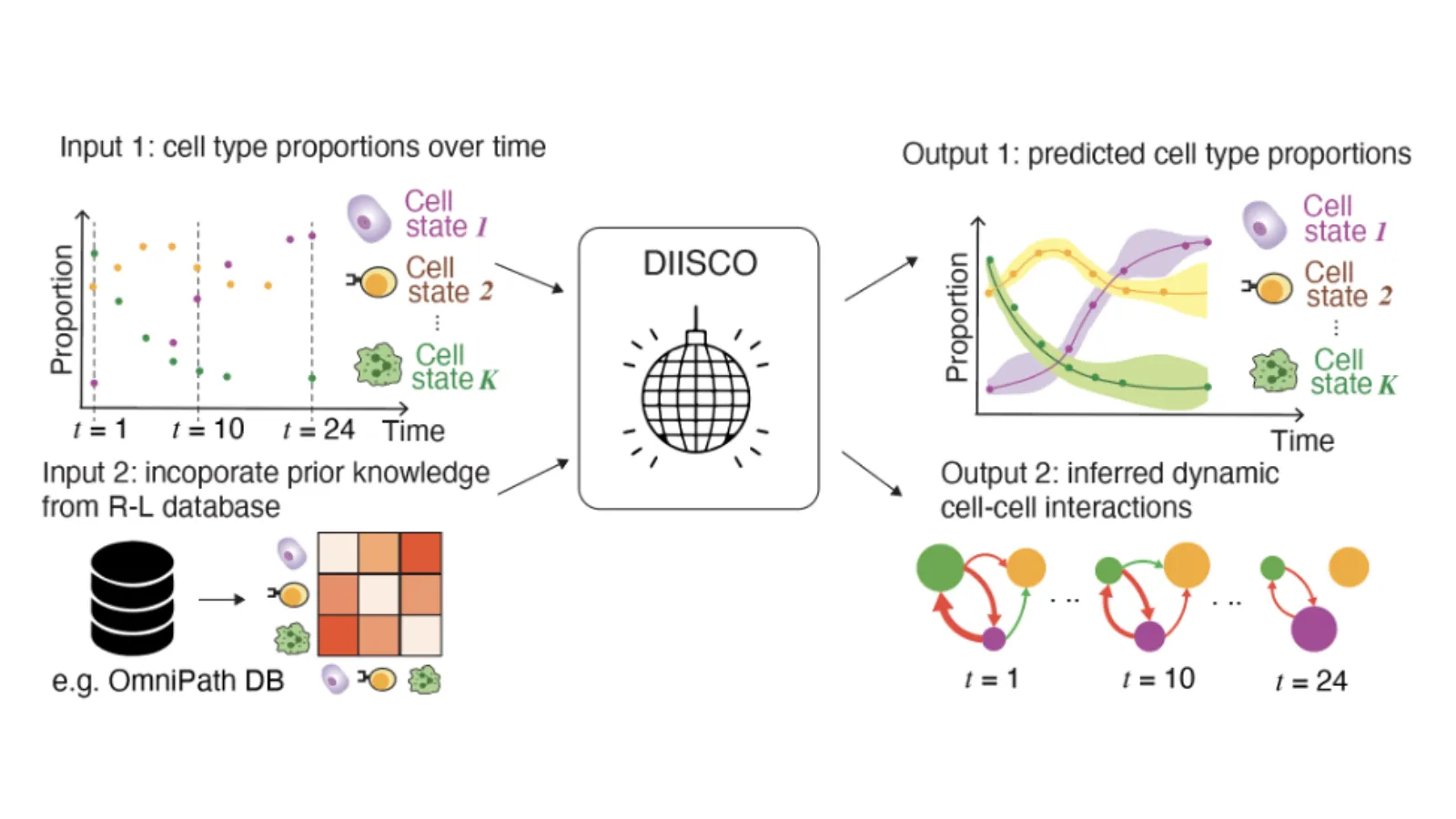 DIISCO is a machine learning method. Its input is cell-type proportions over time and gene expression of known receptor-ligand pairs. Its output is cell-type dynamics over time and networks characterizing the strength of cell-cell interactions and how they change over time. Image credit: Azizi Lab