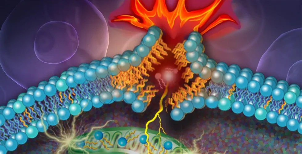 Illustration of a diPUFA phospholipid, a type of lipid with two polyunsaturated fatty acyl tails, breaking through a cell's outer lipid layer as the cell dies. New research has shown that diPUFA phospholipids are a key driver of a form of cell death known as ferroptosis. (Nicoletta Barolini)