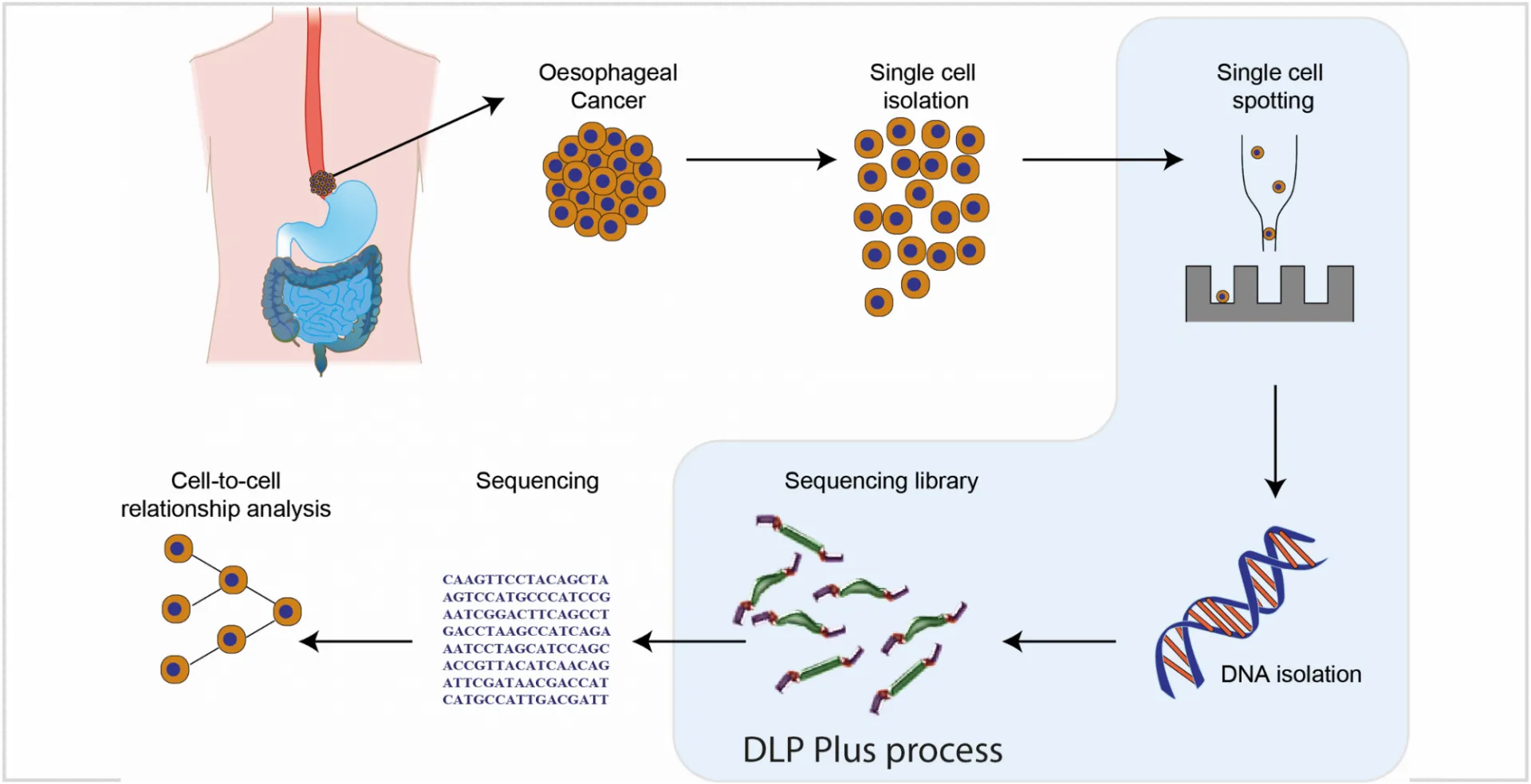 DLP Plus Schematic