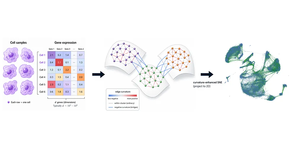 The figure illustrates the method on single-cell data by showing how cells are connected in a nearest-neighbor graph and then projected into two dimensions. Curvature information helps identify spurious connections that distort cluster structure, leading to a visualization that better preserves biologically meaningful structures.
