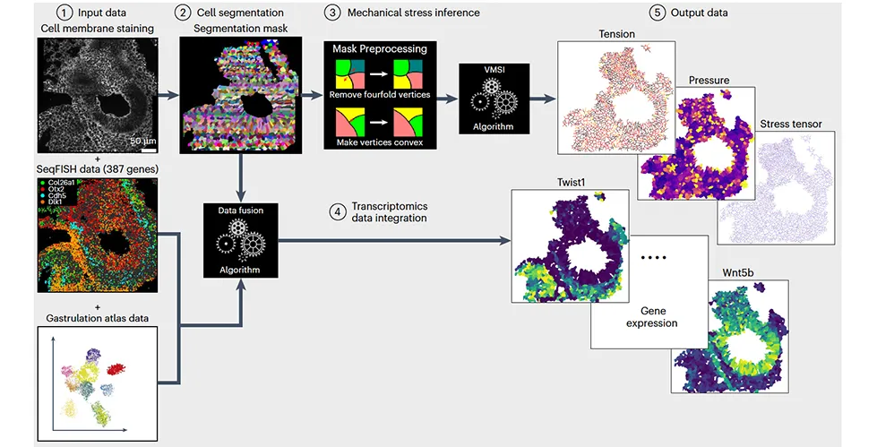 An overview of the spatial mechano-transcriptomics pipeline (Dumitrascu Lab).