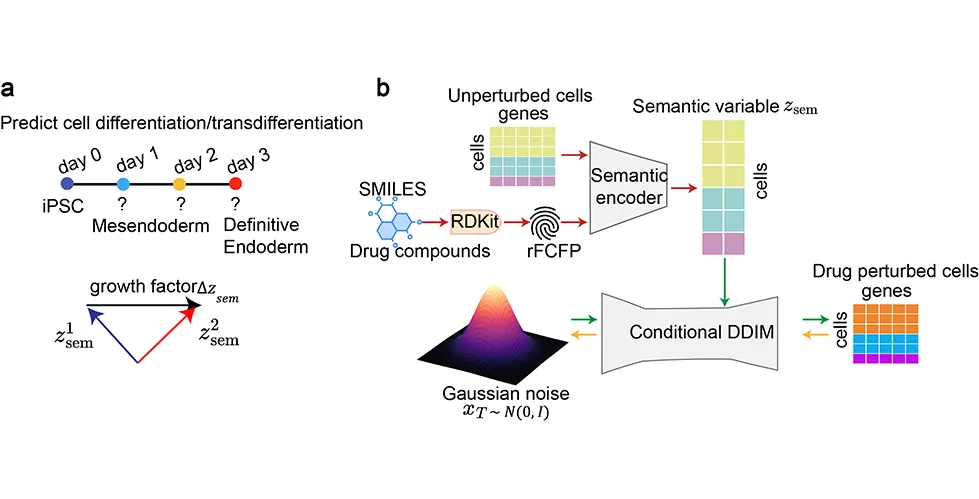 Schematic of cell differentiation prediction (a) and drug response prediction (b).