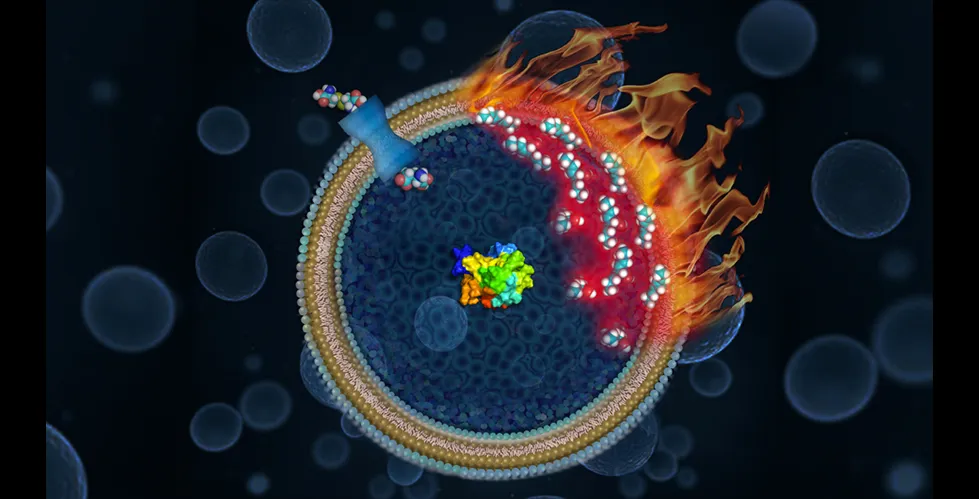 Illustration of ferroptosis