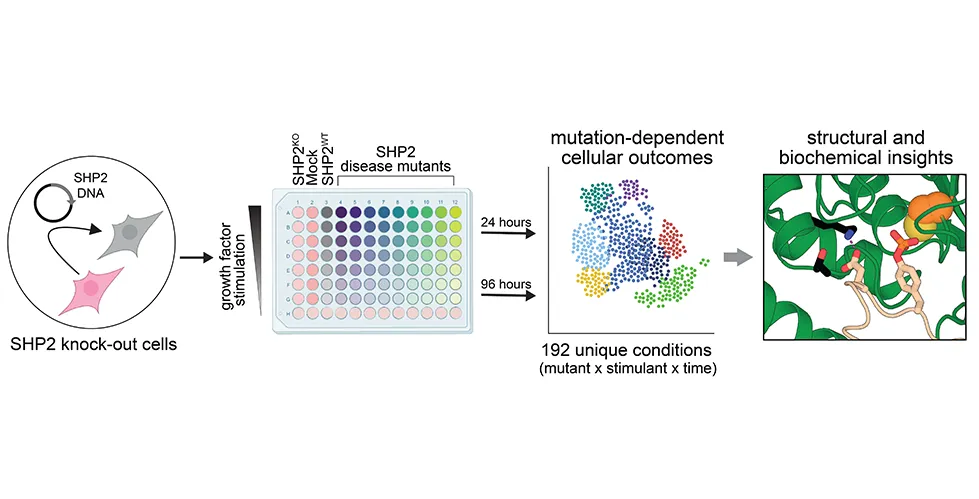Figure depicting the research of the McFaline-Figueroa and Shah groups on SHP2 mutations. They generated an array of cells and examined how they responded to growth factor stimulation as a function of SHP2 mutations.