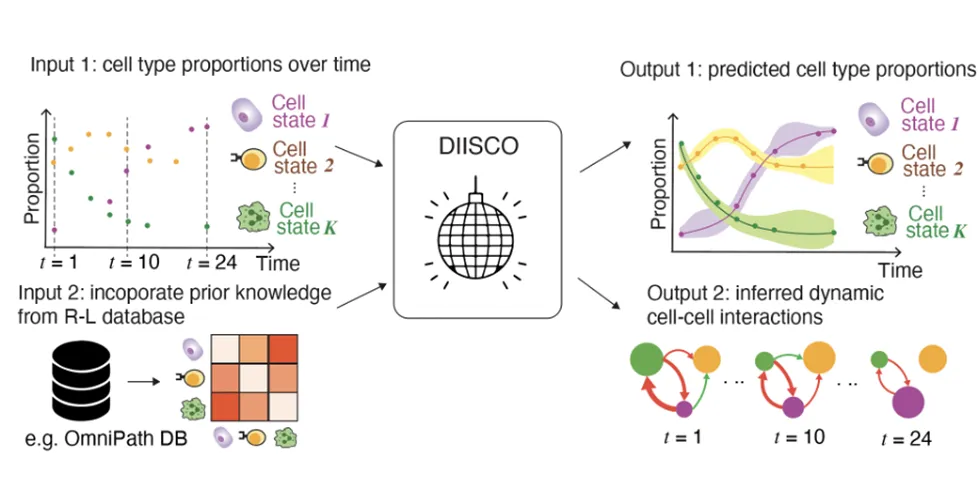  DIISCO is a machine learning method. Its input is cell-type proportions over time and gene expression of known receptor-ligand pairs. Its output is cell-type dynamics over time and networks characterizing the strength of cell-cell interactions and how they change over time. Image credit: Azizi Lab