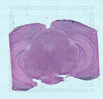 A high-resolution image of tissue cells sectioned using a cryostat.