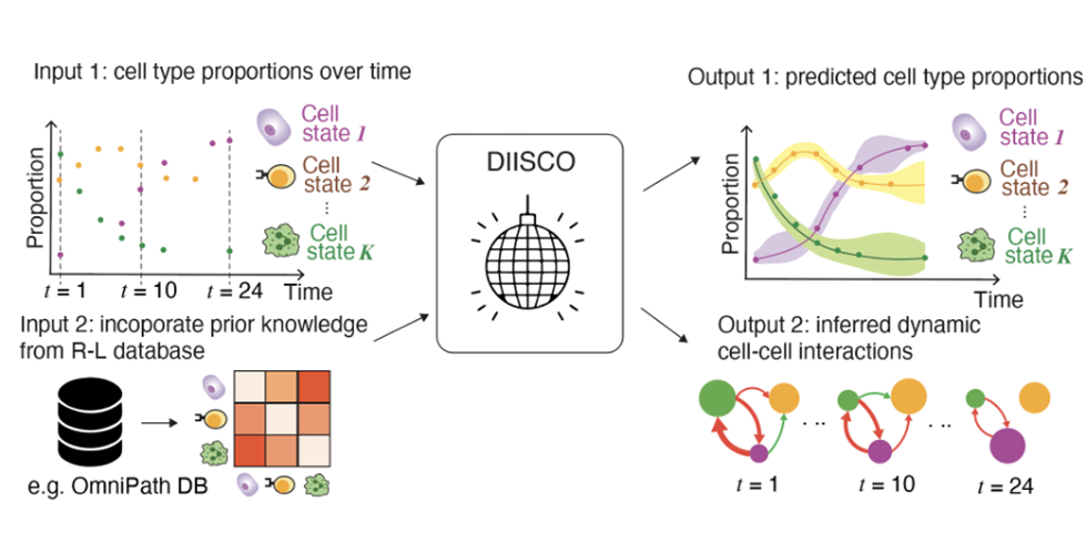 がんの細胞間相互作用を解析する画期的な方法を提供する新しい研究(New Study Unveils DIISCO: A Revolutionary Method for Analyzing Dynamic Intercellular Interactions in Cancer)